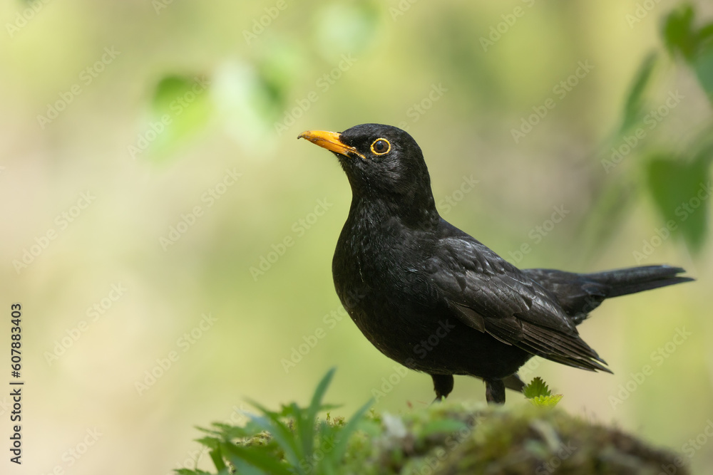 male Blackbird Turdus merula on the forest puddle amazing warm light sunset sundown male Blackbird Turdus merula on the forest puddle amazing warm light sunset sundown