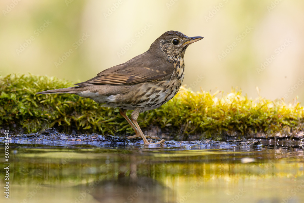 Fototapeta premium Bird - Song Trush Turdus philomelos on the forest puddle amazing warm light sunset sundown