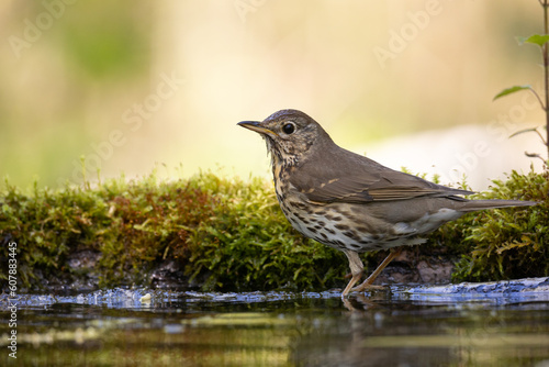 Bird - Song Trush Turdus philomelos on the forest puddle amazing warm light sunset sundown