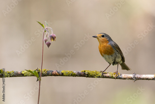 Bird Robin Erithacus rubecula, small bird in forest puddle, spring time in Poland Europe