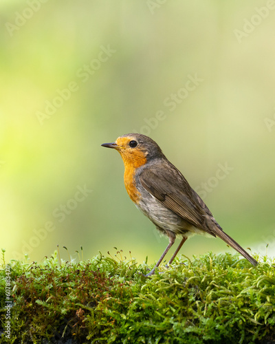 Bird Robin Erithacus rubecula, small bird in forest puddle, spring time in Poland Europe © Marcin Perkowski
