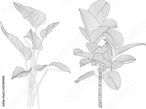 Leaves isolated on white collection. Tropical leaves set. Hand drawn abstract illustration.