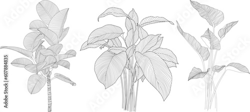 Leaves isolated on white collection. Tropical leaves set. Hand drawn abstract illustration.