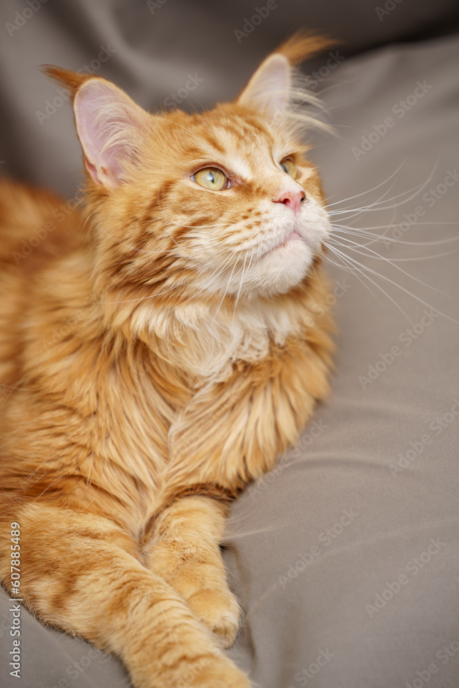 Orange Maine Coon looking away from camera Orange Maine Coon looking away from camera