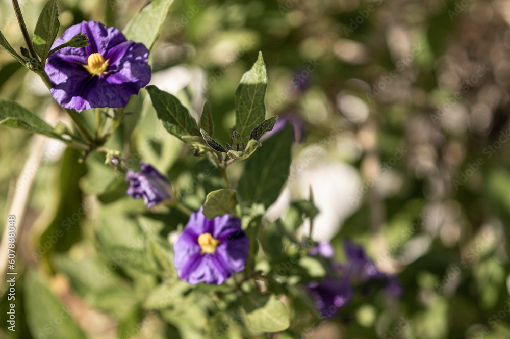 purple flowers purple flowers