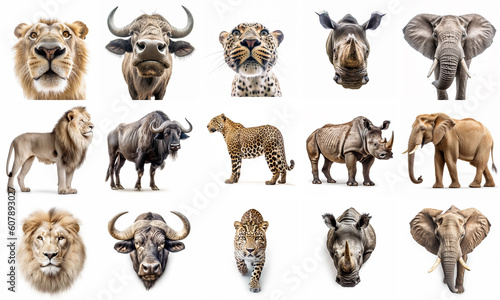 collection of big 5 african animal.