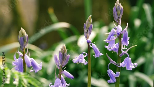 Bluebell flower budding in English springtime  photo