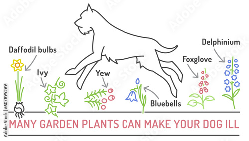 Garden plants poisonous to dogs. Editable vector poster