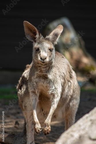 Kangaroo