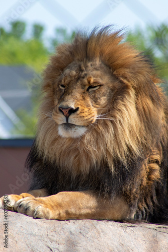 Fototapeta Naklejka Na Ścianę i Meble -  The lion King