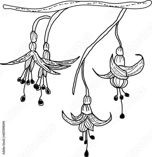 fiori della pianta della fucsia, illustrazione vettoriale nera isolata