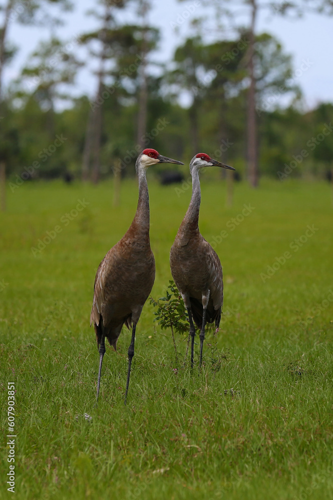Fototapeta premium pair of beautiful florida sandhill cranes standing in field of green grass and blue sky