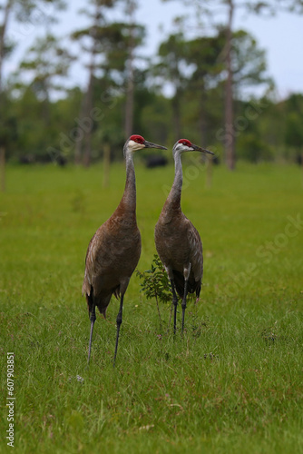pair of beautiful florida sandhill cranes standing in field of green grass and blue sky
