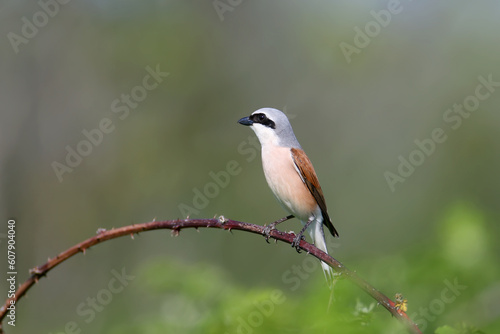 Male red-backed shrike (Lanius collurio) photographed close-up perched on a curved branch of a wild rose against a blurred background