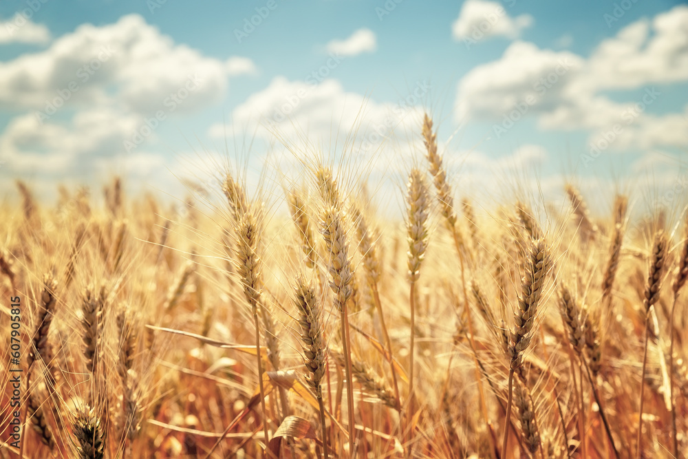 Golden ears of wheat against the blue sky and clouds. Golden ears of wheat against the blue sky and clouds.