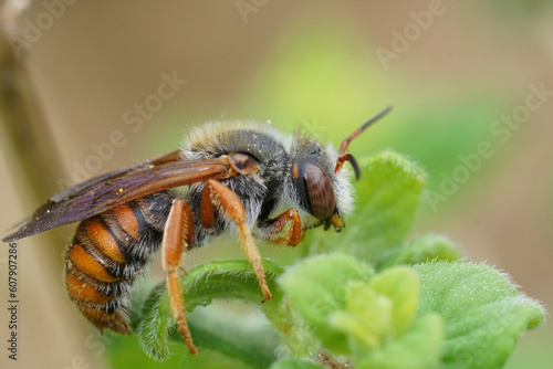 Closeup on the colorful Spotted red resin bee, Rhodanthidium sticticum sitting in the vegetation