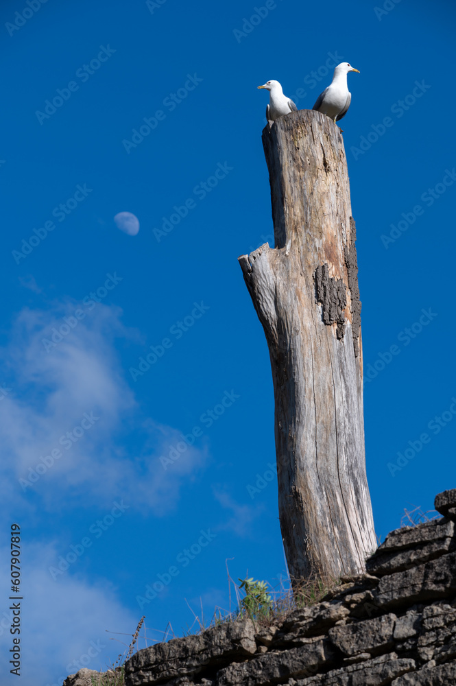 Two seagulls standing on old tree against moon in the blue sky Two seagulls standing on old tree against moon in the blue sky
