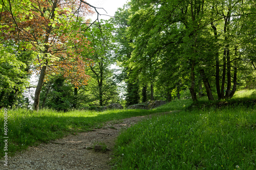 Obraz premium Chemin et forêt