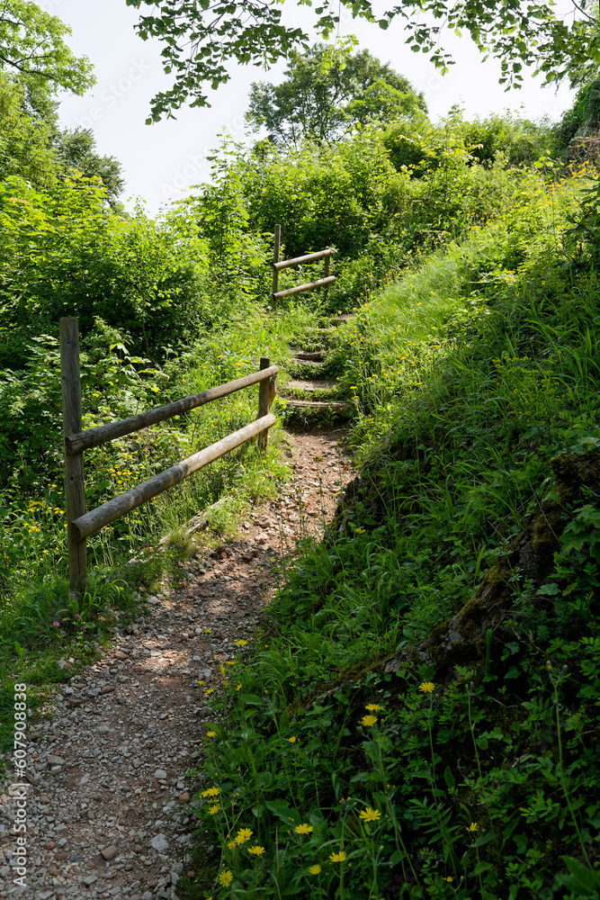 Chemin et forêt