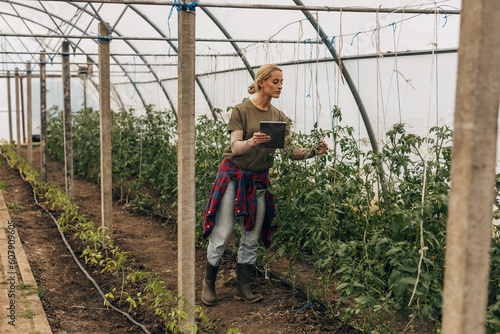 A woman looking at tomato crops in the greenhouse.