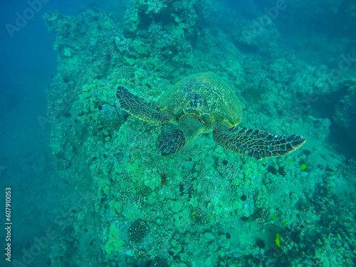 Shot of the green sea turtle in Hawaii