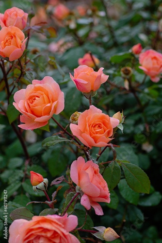 beautiful blooming roses