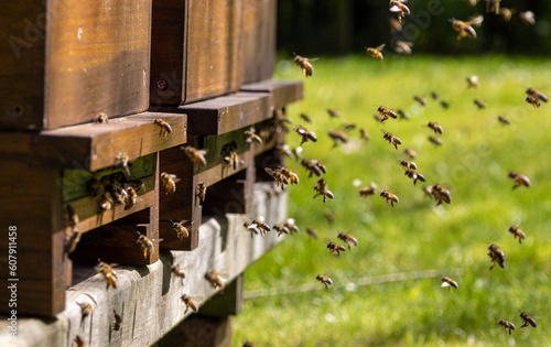 Swarms of bees at the hive entrance in a heavily populated honey bee, flying around in the spring air