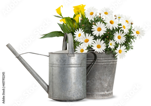 Fototapeta Naklejka Na Ścianę i Meble -  Daisies blooming plant in a metal vintage bucket and watering can. Spring, gardening and flowers gift concept or florist shop. Front view of daisy pot and watering can isolated on white background.