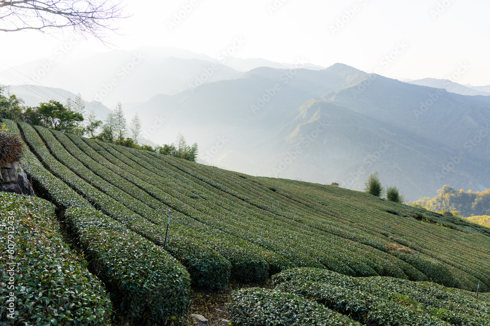 Fototapeta premium Tea field in Shizhuo Trails at Alishan of Taiwan