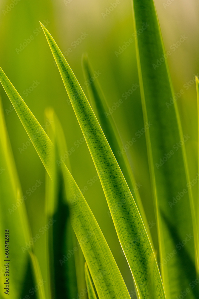 Blumen Blumen