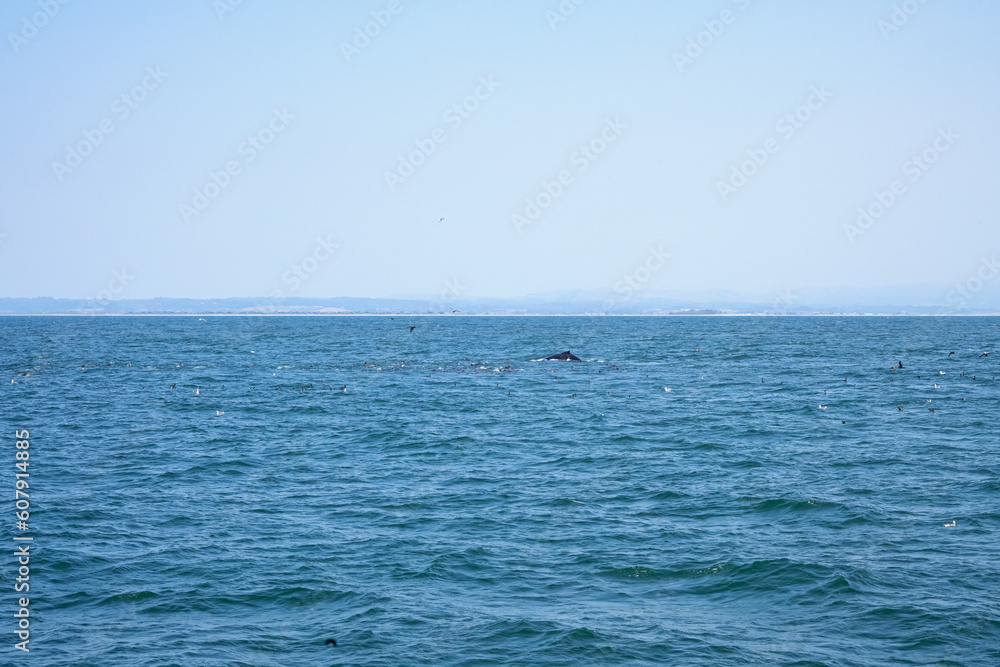 Whale watching in Monterey, California