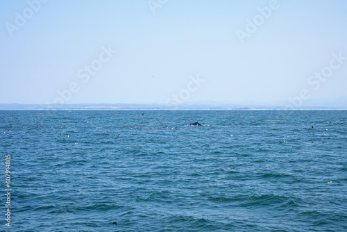 Whale watching in Monterey, California