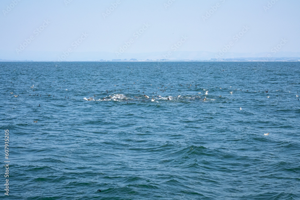 Whale watching in Monterey, California