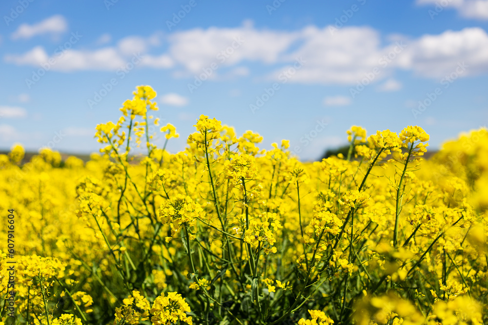 Beautiful yellow rapeseed field with a beautiful blue sky. Biofuel concept. Blur, place for an inscription. Beautiful yellow rapeseed field with a beautiful blue sky. Biofuel concept. Blur, place for an inscription.