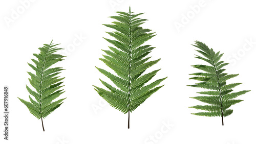 4k Tropical Summer Plant PNG leaves natural Fern 3 different models
