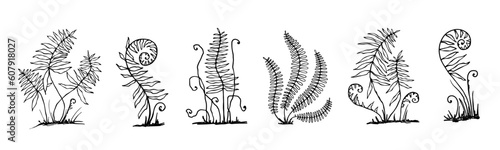 Set of linear sketches of forest fern leaves.Vector graphics.