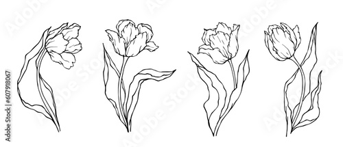 Set of linear sketches of spring tulip flowers and buds.Vector graphics.