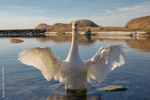 Fototapeta Naklejka Na Ścianę i Meble -  The Angry Swan 1