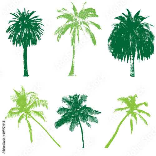 palm collection, vector illustration for your design