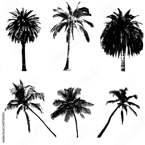 palm collection, vector illustration for your design