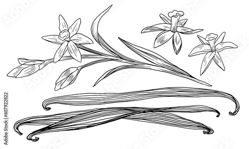 Set of vanilla flower and dried vanilla sticks isolated on white background. Black and white linear illustration. Sketch, graphic line art. Ingredient for baking
