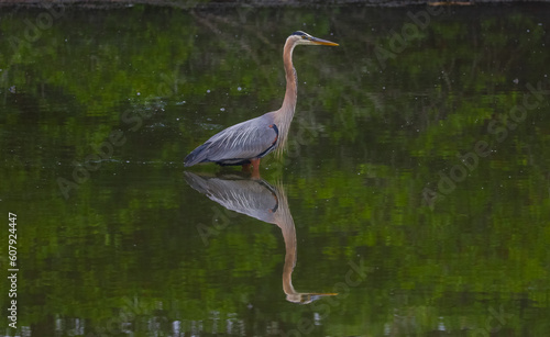 Blue heron © Timothy