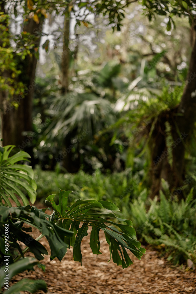 fern in the forest fern in the forest