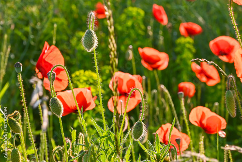 Close-up of red poppies in the green field