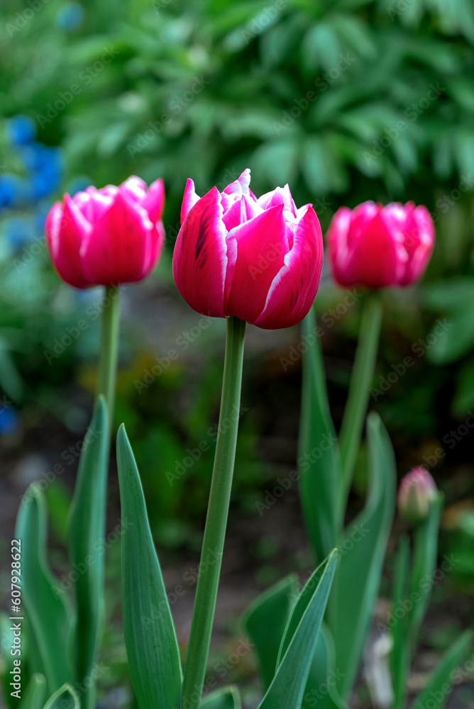 Fototapeta premium Spring tulips on a May evening in the forest