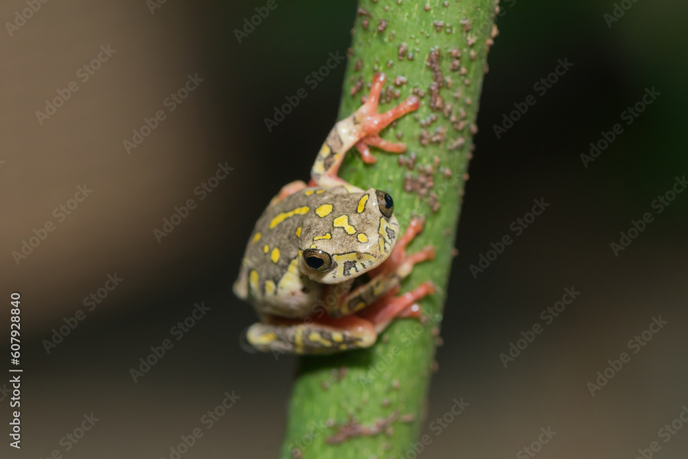 Obraz premium Painted reed frog, or marbled reed frog (Hyperolius marmoratus)