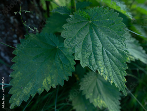 Common nettle bush outdoors. Urtica dioica. Stinging nettle plant. Herbal medicine concept. Foliage green background. Leaves pattern.