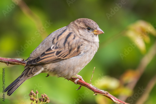 Sparrow sitting on a green branch in autumn. Sparrow with playful poise on branch in autumn or summer