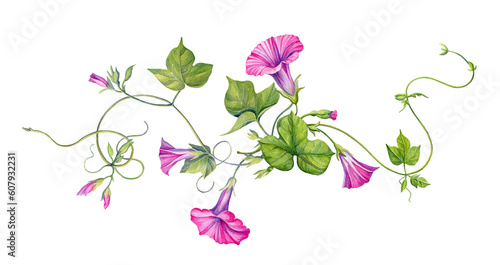 A composition of watercolor illustrations of pink convolvulus. Isolated. Handmade work.