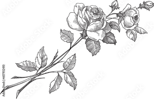 Rose vector